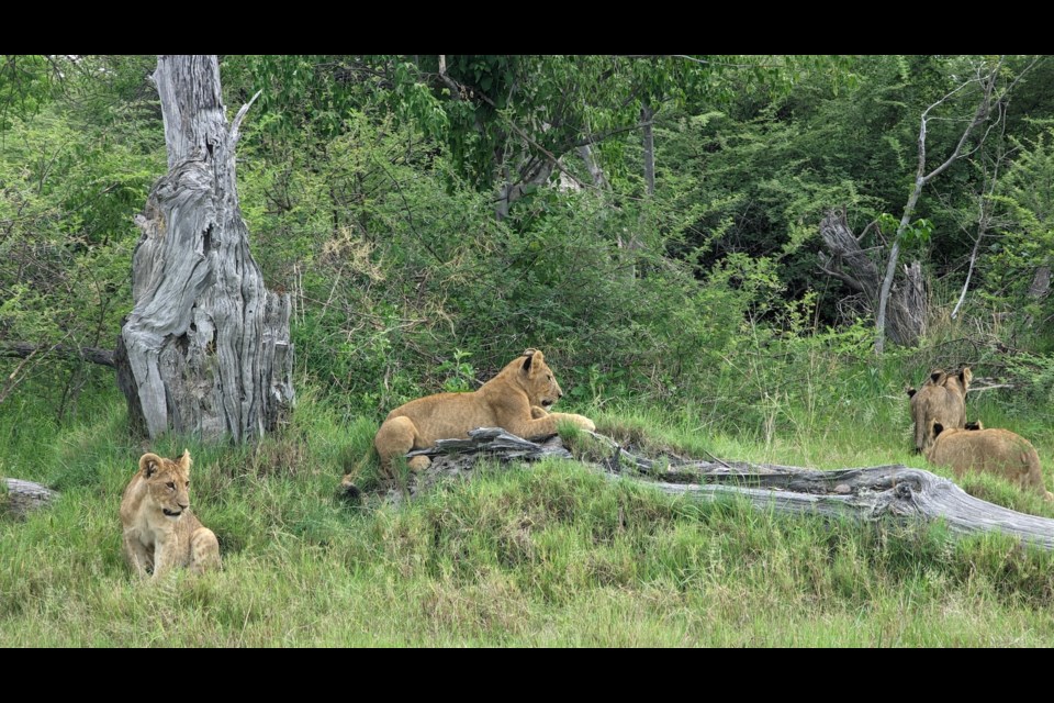 People for the Ethical Treatment of Animals (PETA) has named Squamish’s World Vegan Travel as one of its inaugural Animal-Friendly African Safaris Award recipients.