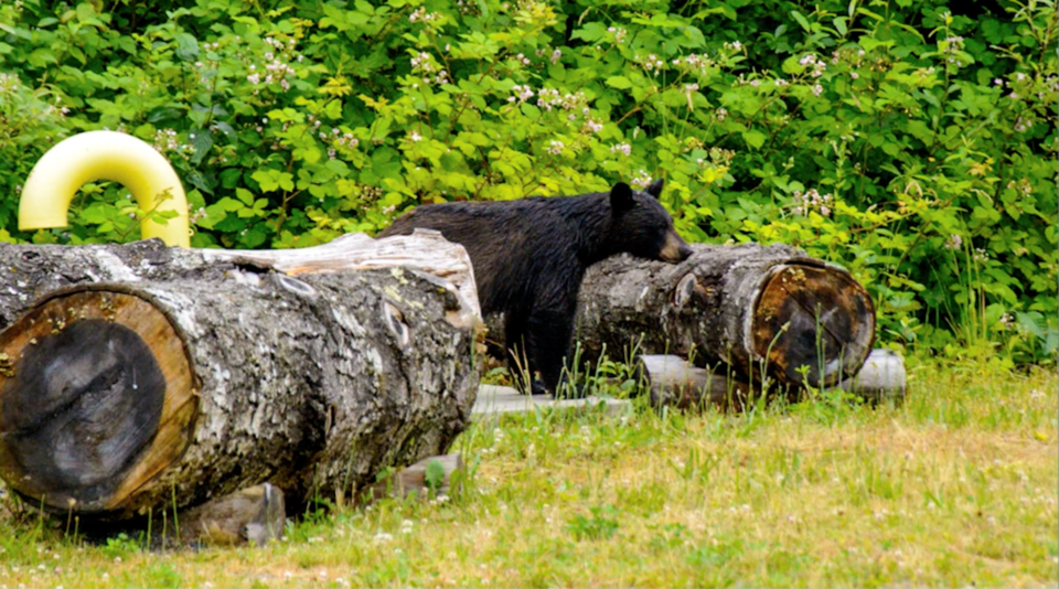 Young black bear in Squami2022-07-06 at 11.57.49 AM