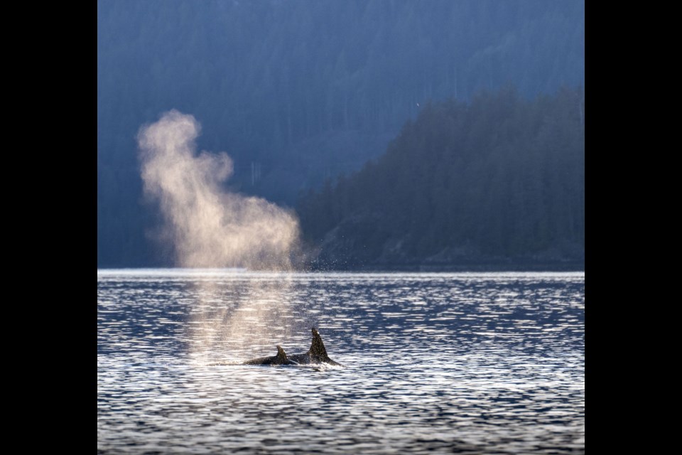 Squamish's Gerald Wolfe spotted orcas while hanging out at the beach in Furry Creek on May 2. 
