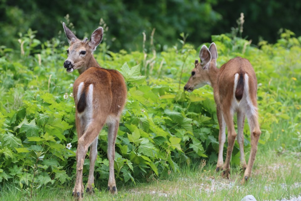 Squamish photographer Aafreen Arora captured this shot of two deer by the Mamquam River this weekend. 