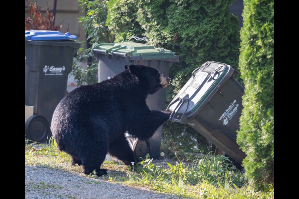 A bear tries to access Squamish trash this weekend. The District notes that the bear will move on if attractants are secured or removed. 
"Always use both locks to secure residential garbage & organic totes at all times. Place totes curbside between 5 a.m. and 7 p.m. only on collection day and never the night before."