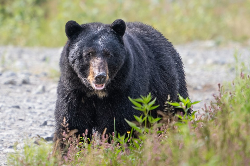 The bears are out and about in Squamish. 