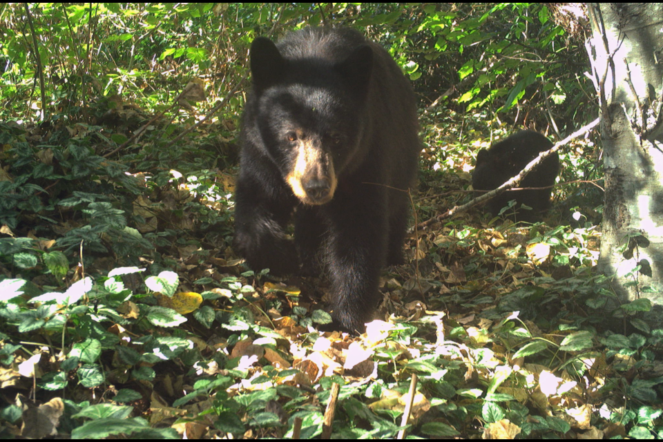 Bear and cub spotted in Squamish.