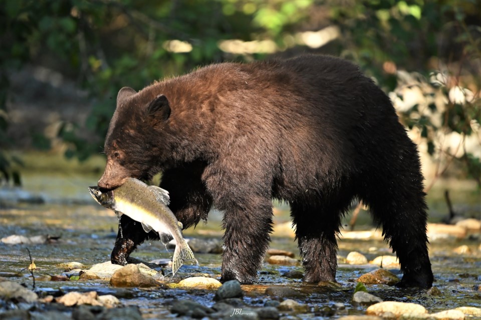 This year's pink salmon run, by all accounts, was the best in many years — for human fishers as well as bears.