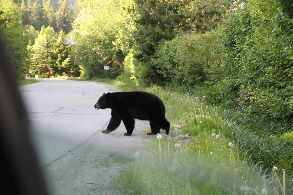 bearinasquamish0170358685965074_1627385085001962667_n