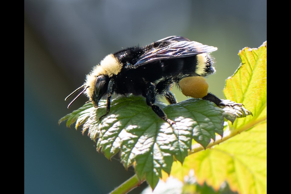 A Squamish bee up close. 
To raise awareness of the importance of pollinators, the threats they face and their contribution to sustainable development, in 2017, the United Nations designated 20 May as World Bee Day.