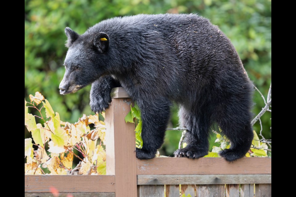Photographer Brian Aikens captured this bear walking the fence of his Squamish home on Sunday, Oct. 15.