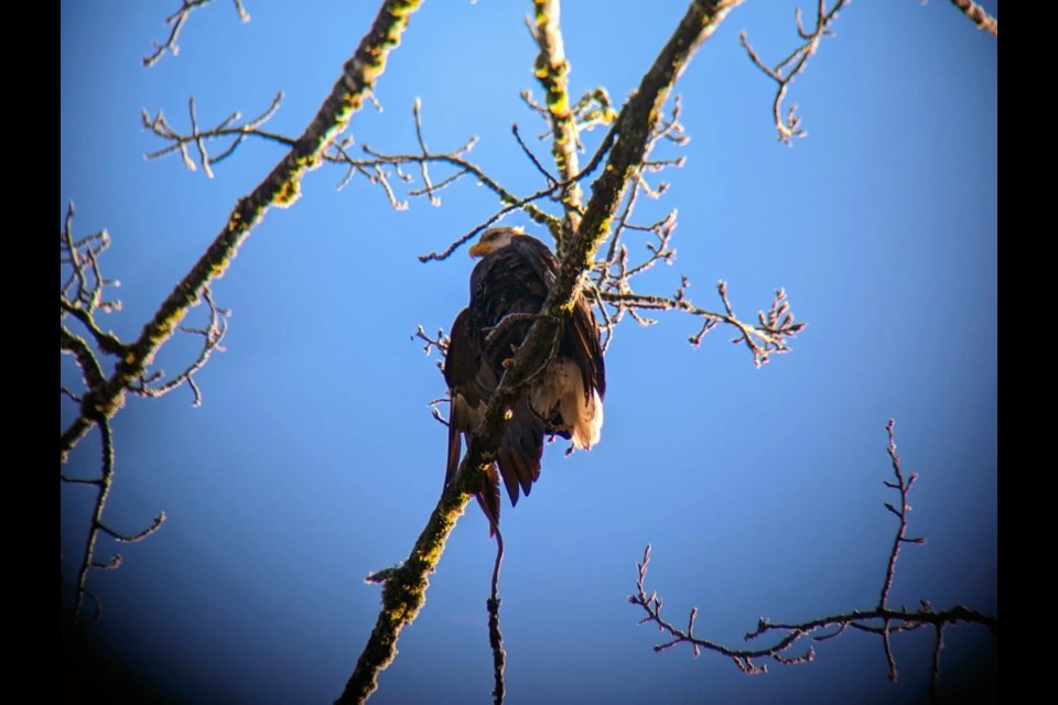 The Squamish Environment Society Brackendale Winter Eagle Count flew into Squamish to start the 2024 new year.