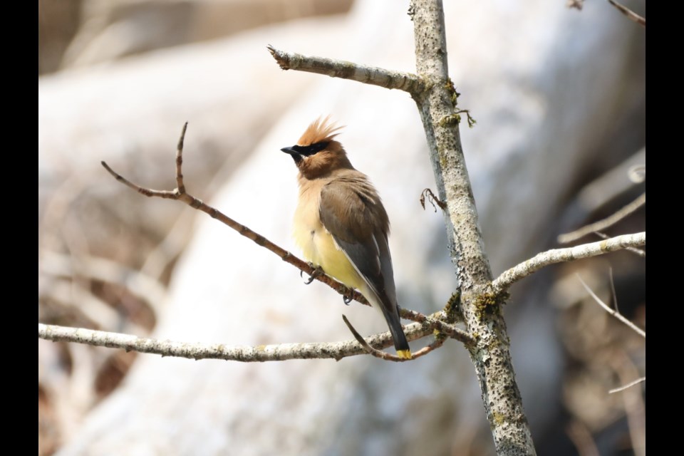 A Ƶappcedar waxwing,
