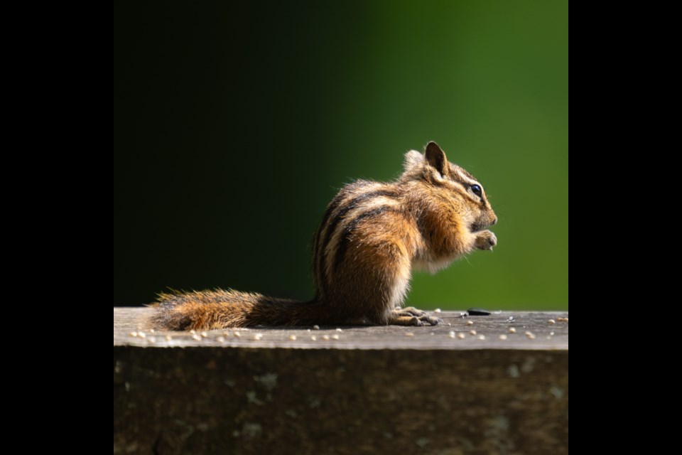 Squamish's Brian Aikens captured this image of a chipmunk. According to WildSafeBC, "chipmunks are extremely athletic and can leap and run with great speed and precision. As with all wildlife, enjoy them from a distance and never feed them."