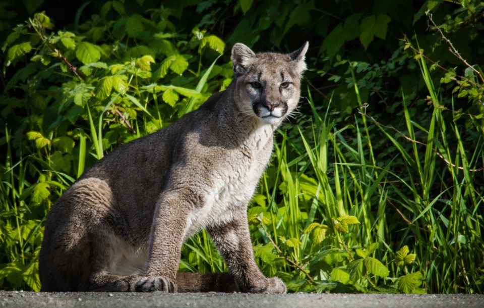 cougarsquamish-1398833341