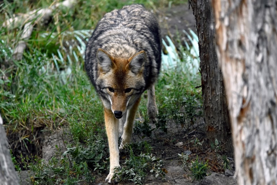 coyotesquamish1179006529