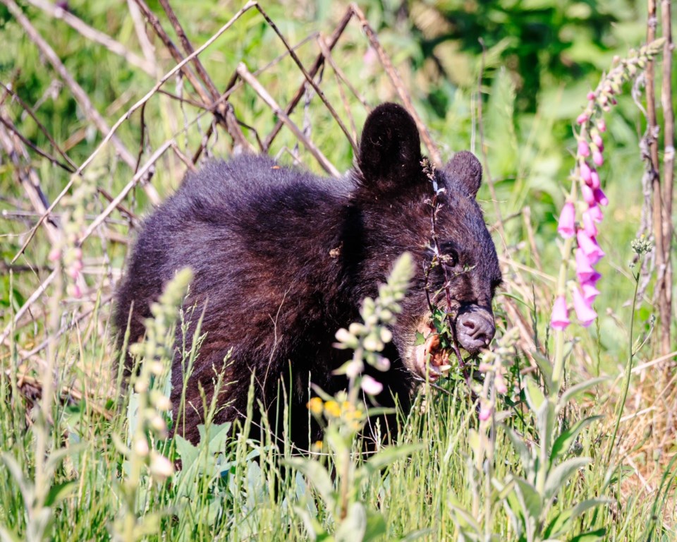 cubs2robert-davidson-keir