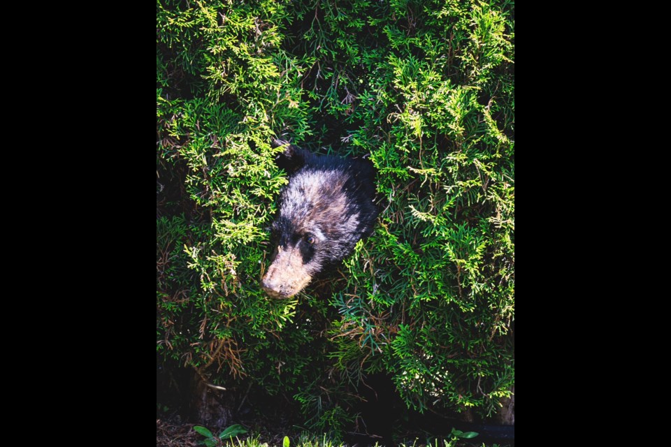 Photographer Robert Davidson Keir spotted these adorable cubs in the University Heights area of Squamish on May 27. 