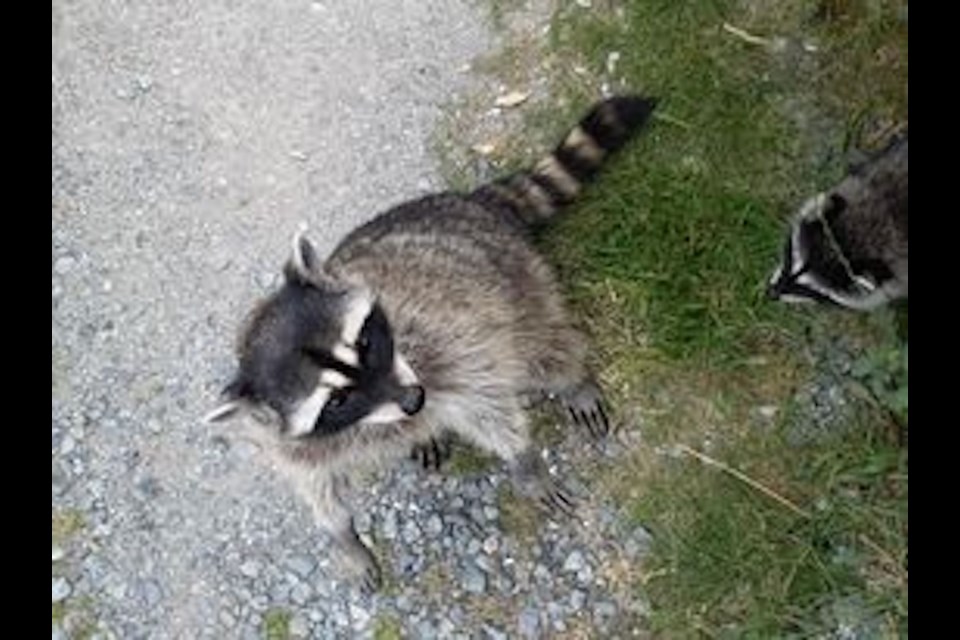 Darryl Schwanke spotted two adult and four baby raccoons on July 6 in Squamish. 