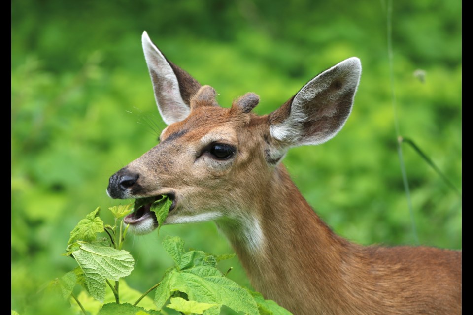 Local photographer Aafreen Arora captured two deer meandering about Squamish on May 31