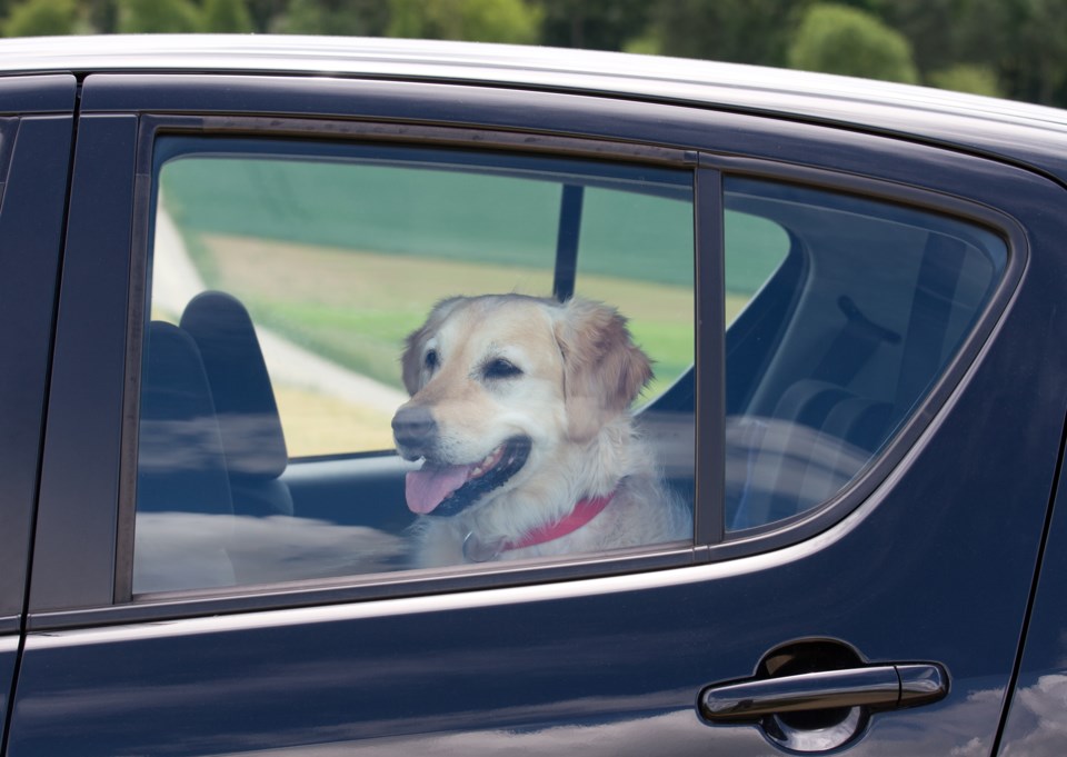 doginhotcar