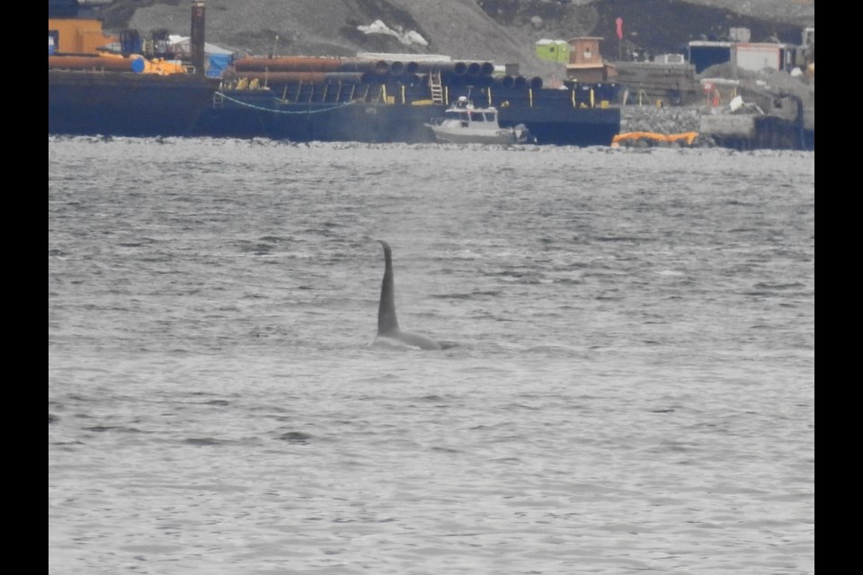 Luke Gatien recently spotted orcas in Howe Sound. 