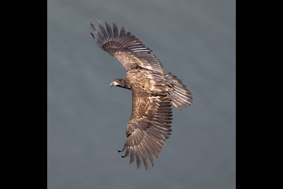 Brian Aikens shot a photograph of  this beautiful eagle soaring about.