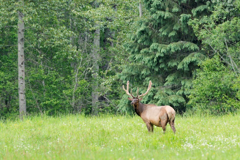 The B.C. Conservation Officer Service (COS) is investigating after four elk were found dead in the Squamish Valley. (Stock photo)