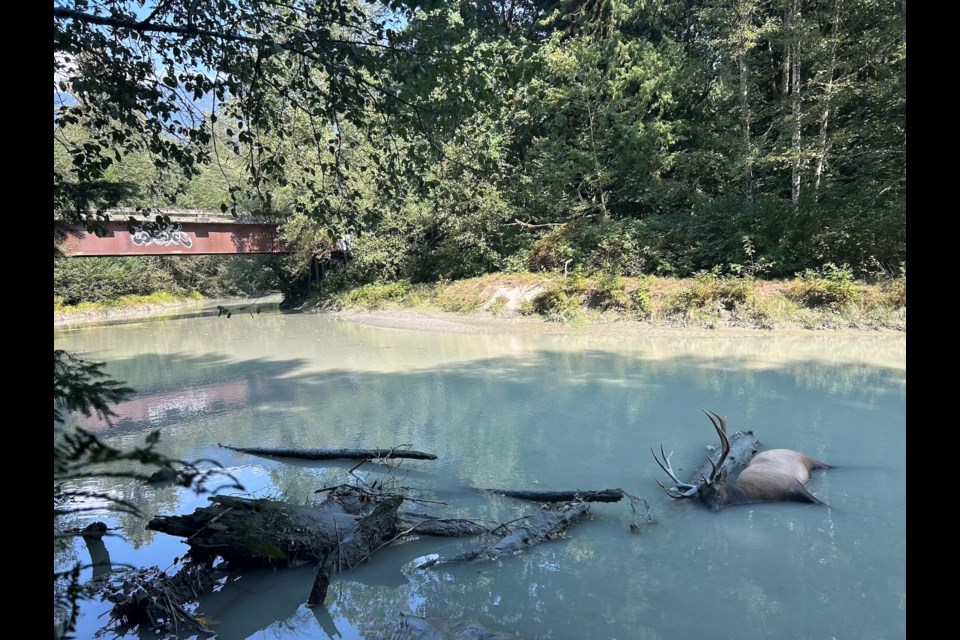The decreased elk in the Squamish Valley.
