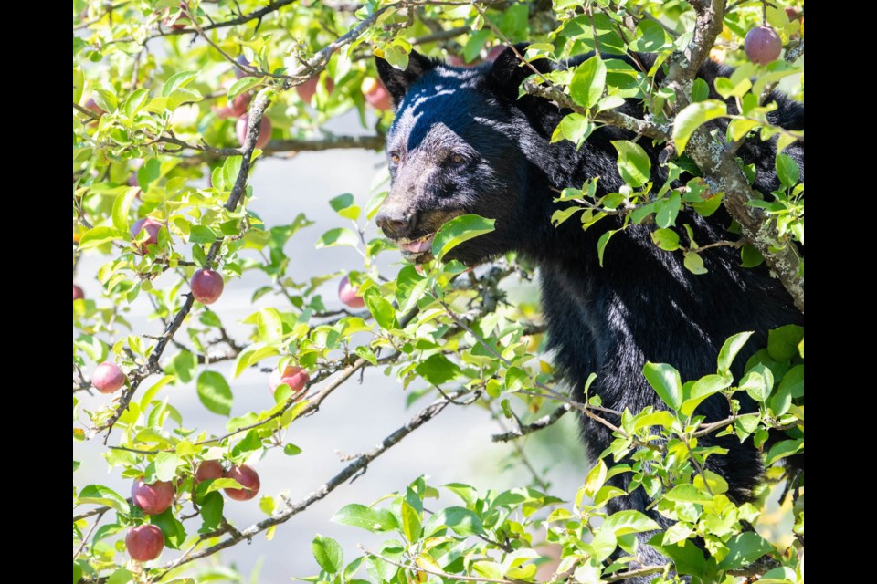 Pick your apples, or the bears will.
Bears in yards for fruit on trees increase potential interaction and bear habituation, resulting in human/wildlife conflict.