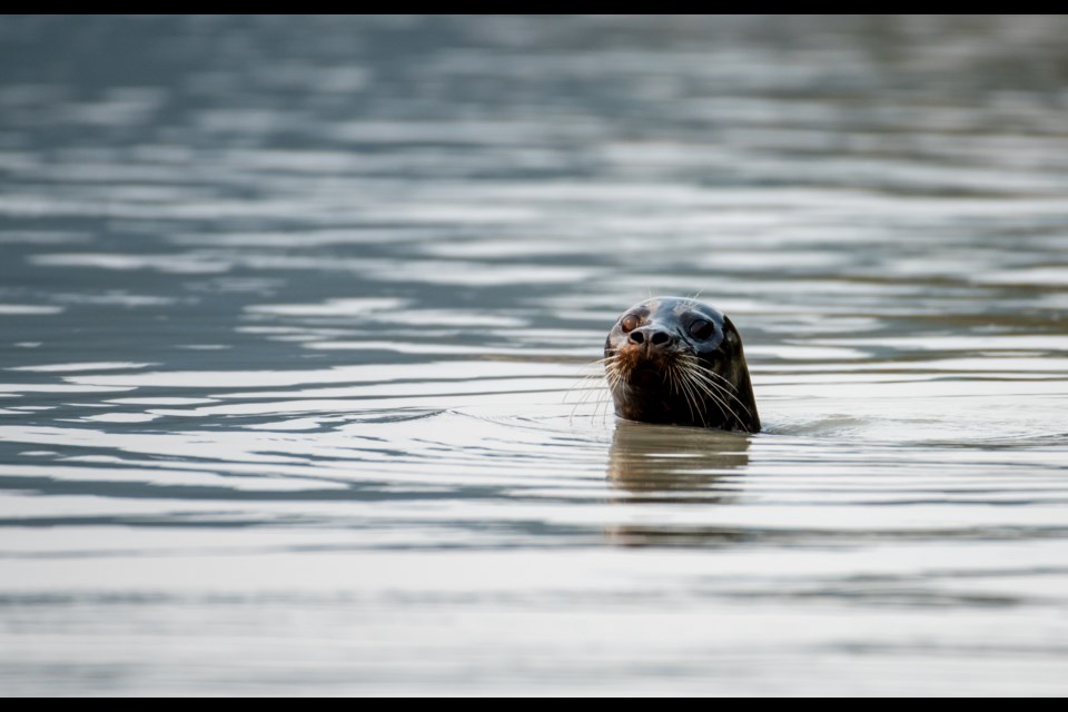 A seal portrait from a red sunrise session in the estuary Aug. 19, in the morning.
