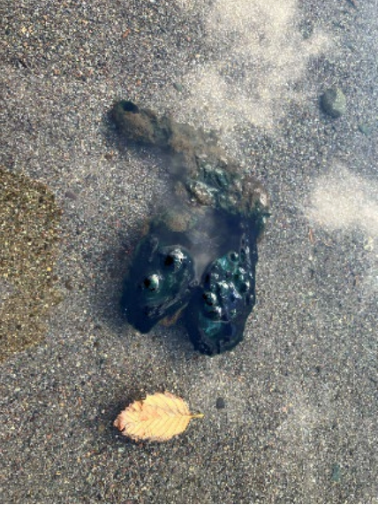 Government image of the algae. 