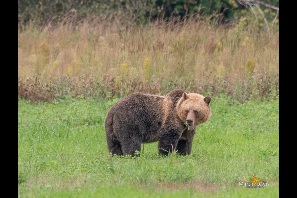 Recently, professional photographer Martin Davis spent an hour photographing and watching a grizzly sow and her two cubs in a farm field in the Squamish-Lillooet region. 