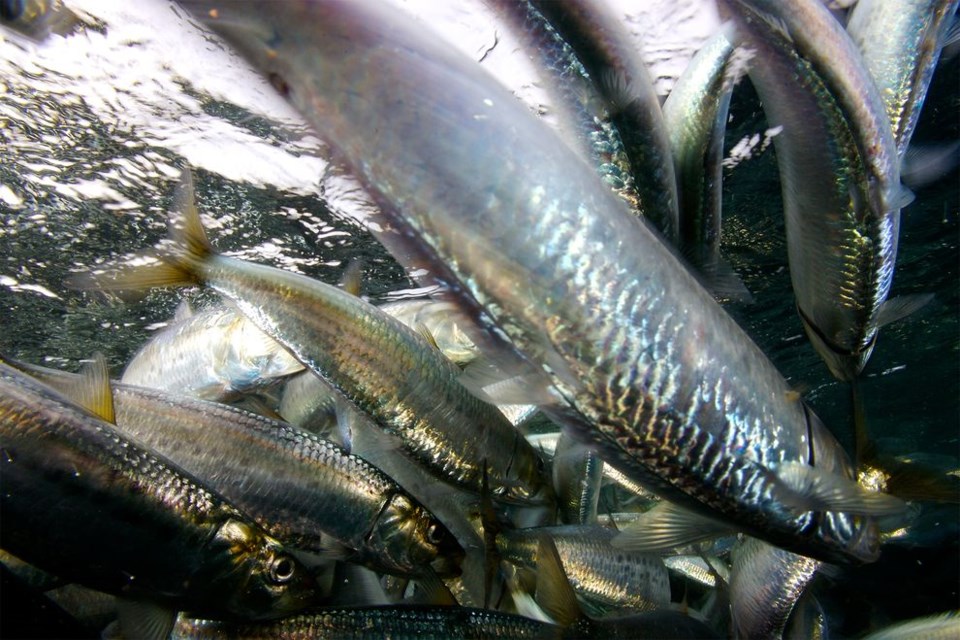 For marine life, the slhawt' (herring) is a foundational species. This means that it builds or sustains the ecosystem of Átl'ka7tsem (Howe Sound).