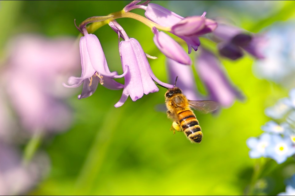 On Monday, the provincial government proclaimed May 29 'Day of the Honey Bee.'
Honey bees and native pollinators are crucial to B.C.'s sustainable food system and contribute an estimated $250 million to $300 million per year to the provincial economy, reads a news release about the proclamation. 