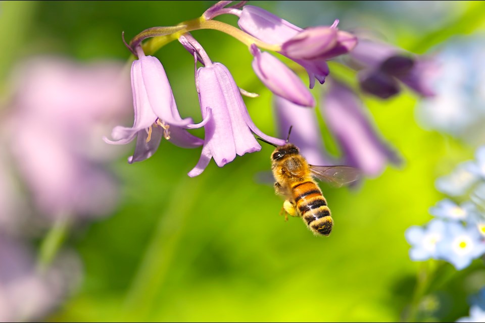 On Monday, the provincial government proclaimed May 29 'Day of the Honey Bee.'
Honey bees and native pollinators are crucial to B.C.'s sustainable food system and contribute an estimated $250 million to $300 million per year to the provincial economy, reads a news release about the proclamation. 