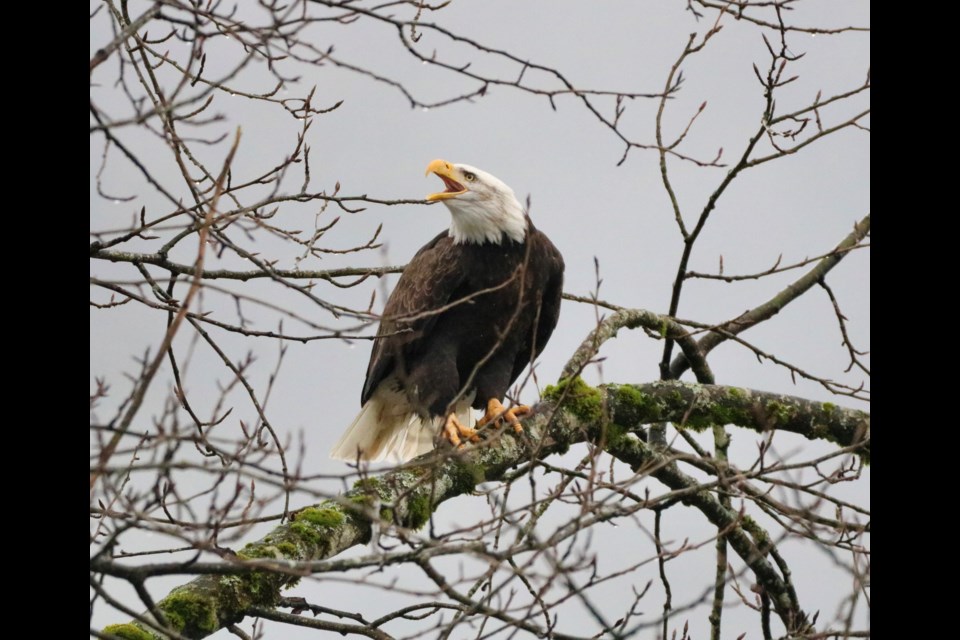 The eagles have landed. We are updating this gallery of eagles regularly through to February, so check back often. 