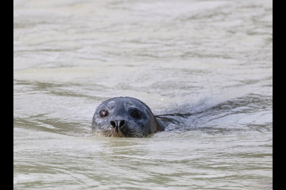 Have a photo to share? Send it to news@squamishchief.com