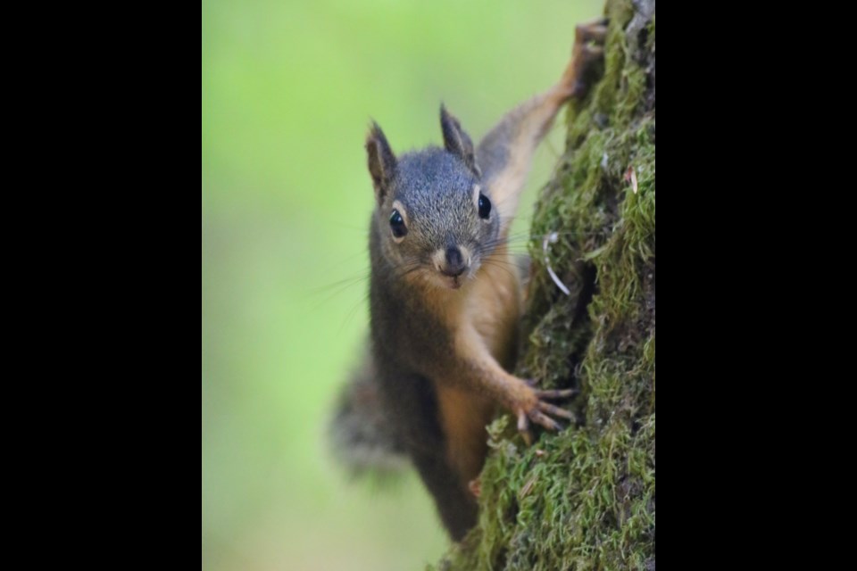 Chipmunk or squirrel? 
Squirrels are larger and longer than chipmunks. Chipmunks don't have stripes on their heads. (a-z-animals.com)