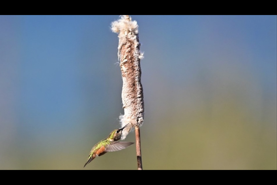 Squamish's Joé Beaulieu-Lebel came second in the BC SPCA 2023 annual wildlife photo contest in the People's Choice category. 