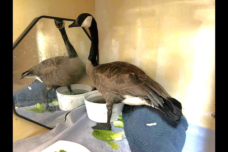After his surgery at Dewdney Animal Hospital, Wilson was up and eating.