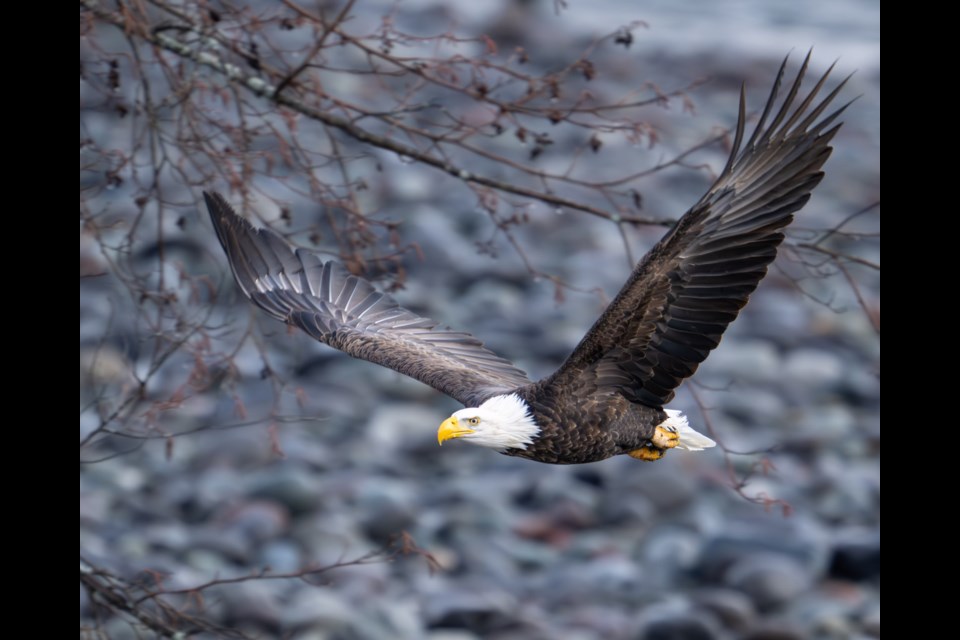 The eagles have landed. We are updating this gallery of eagles regularly, so check back often. 
