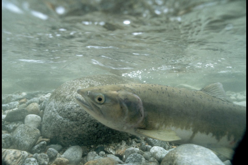 Pink salmon are returning in great numbers this year. 