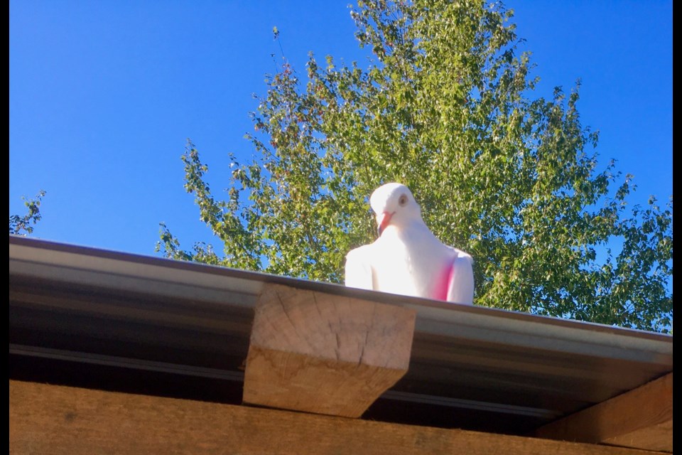 One of the pigeons previously spotted in Squamish.