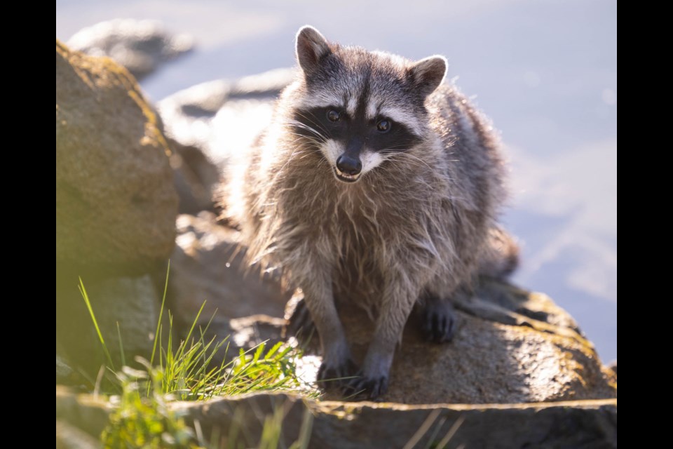 Photographer Brian Aikens shot these adorable photos of a raccoon foraging in Squamish. 