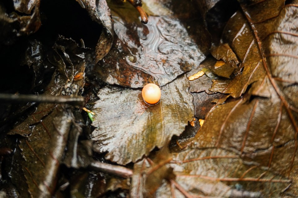 A salmon egg. To help the public see salmon spawning and migration, PSF launched an online mapping tool that helps users find “more than 90 family-friendly locations.” Nearby Squamish, those places include the Mamquam Spawning Channel off Centennial Way, Cottonwood Park in Brackendale, and Tenderfoot Creek Hatchery off Paradise Valley Road.