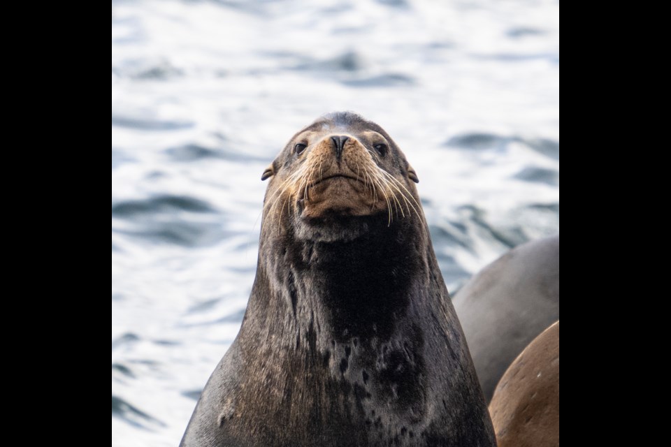 Squamish photographer Brian Aikens shot these sea lions this week in the Sea to Sky Corridor.