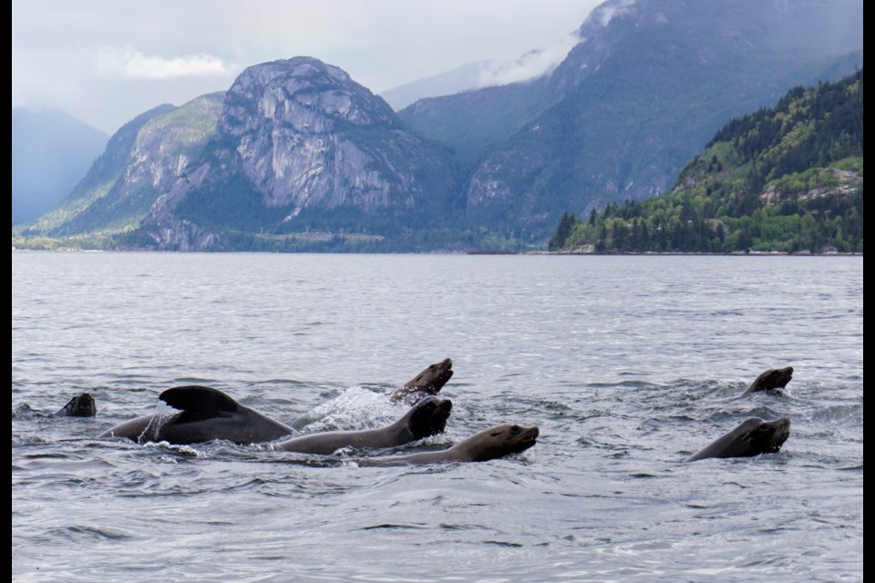 Sea lions drawn by the herring spawn.                               