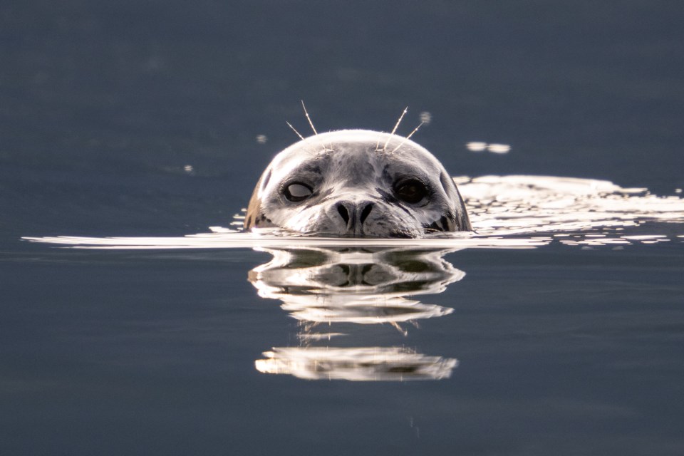 Brian Aikens captured these images of seals in the Squamish Estuary on Jan. 15. 