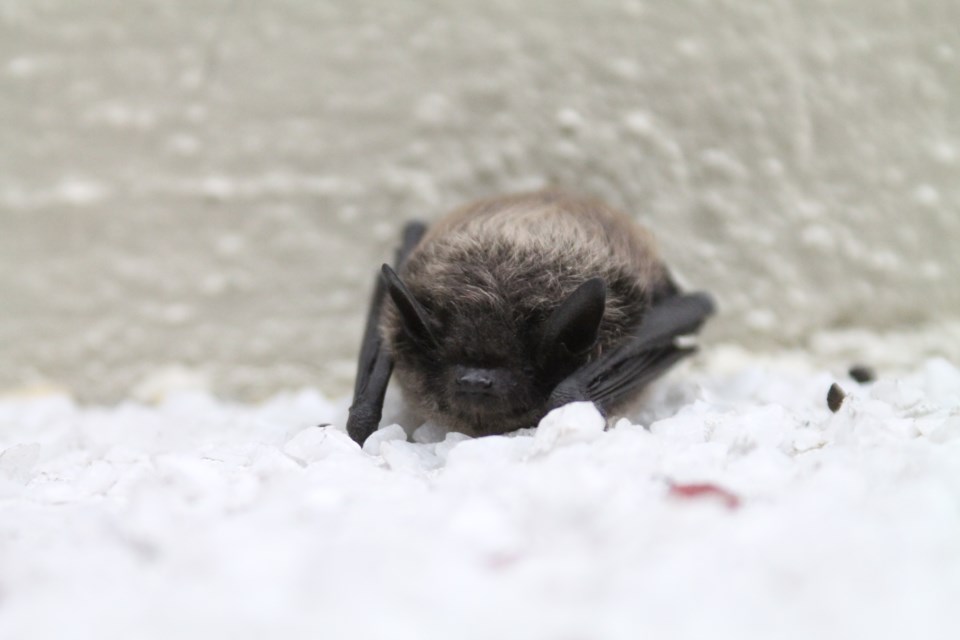 Bats in B.C. are migrating to their winter roosts or flying south, depending on the species. This single bat will continue its journey at night. Please leave it alone. Report bat sightings after Nov. 1st to www.bcbats.ca. 