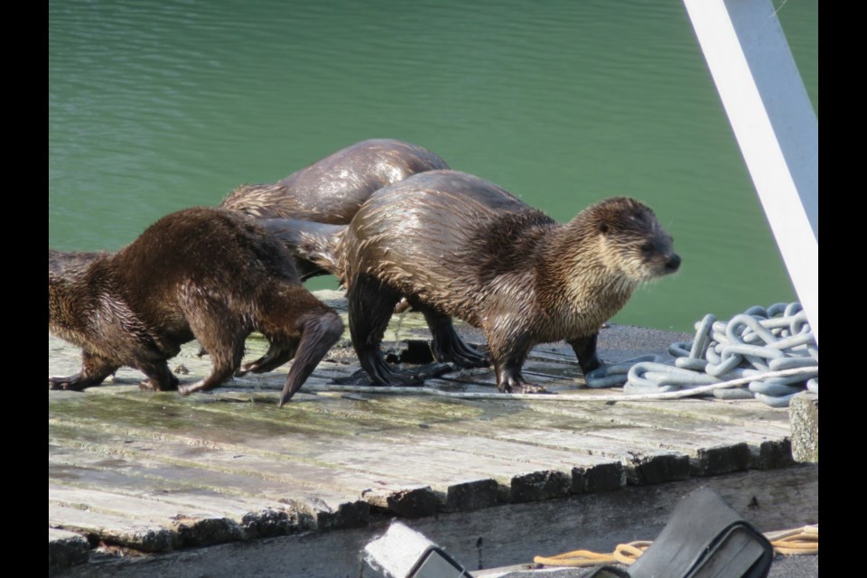 Squamish's Steven Jacobs captured these captivating images of our animal neighbours this week. 