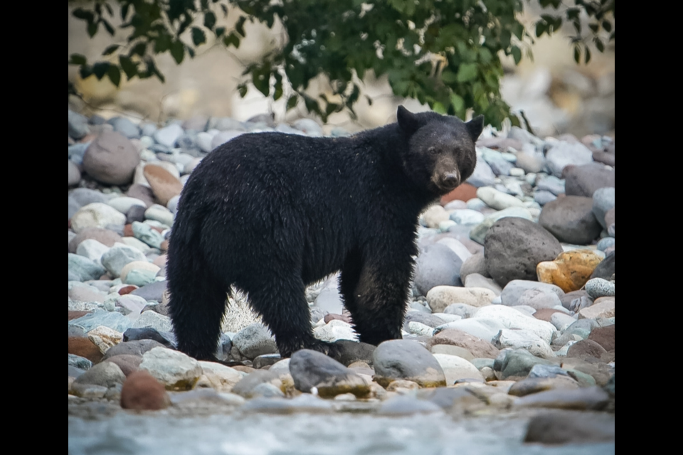 Theo Pierrel shot this photo of a black bear in Squamish. He was visiting the area and said, "You guys have a very nice town." We agree!