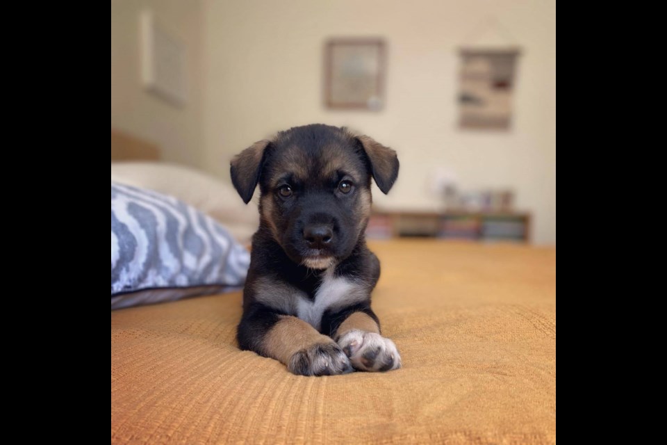 This pooch is Vino. Fox & Oak have teamed up with Vancouver non-profit group Endless Pawsabilities Rescue Society to find seven puppies their fur-ever home in Squamish. 
