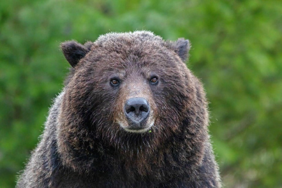 Third: Sebastien Nadeau (Squamish) – grizzly bear.